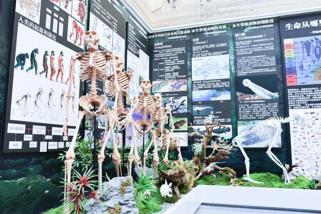 全民脊柱博物館 全民脊柱博物館